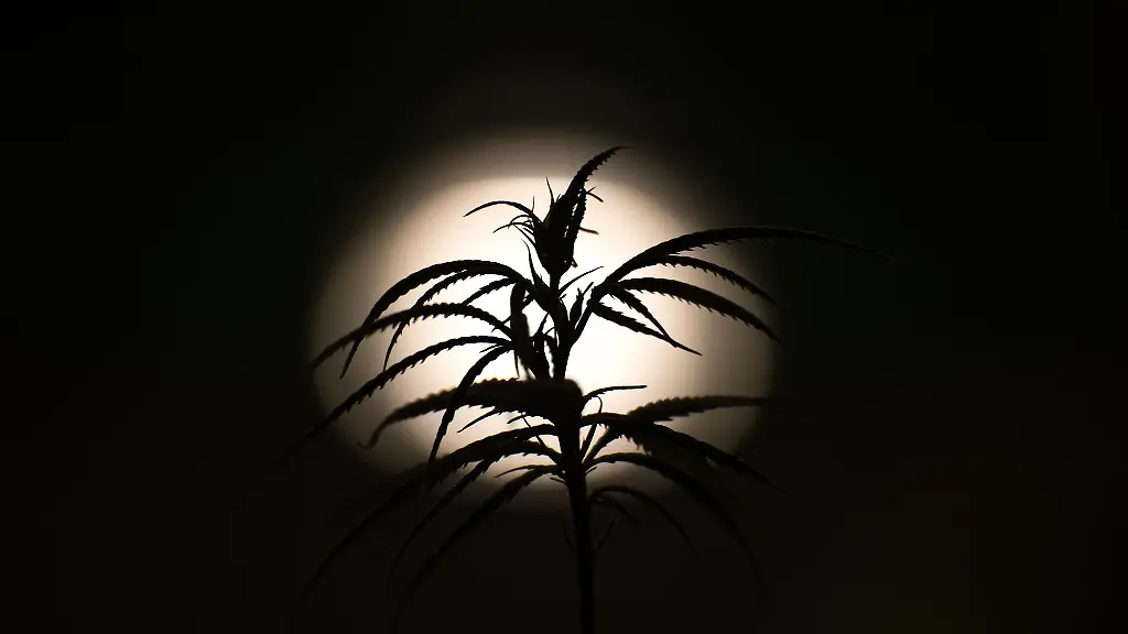 Nutzhanf-Pflanzen-der-Sorte-Futura-75-stehen-im-Hanf-Museum-in-einem-extra-gesicherten-Raum