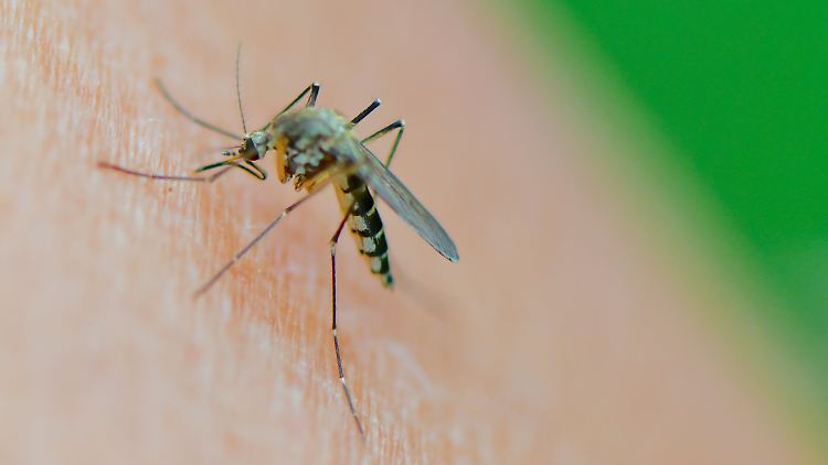 Das Risiko an Dengue-Fieber zu erkranken, steigt weltweit an. 