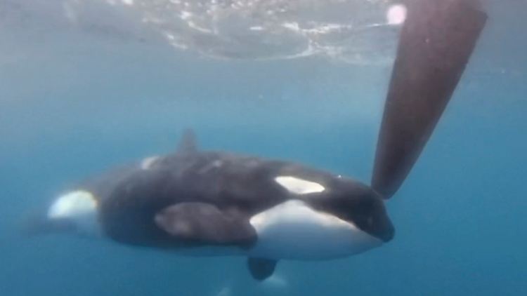 Aufnahmen aus dem Juni zeigen einen Orca, der sich dem Ruder eines Bootes nähert. 