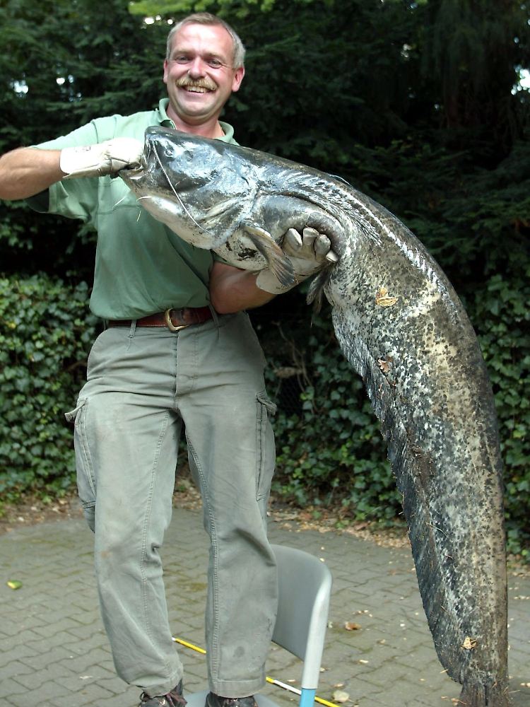 Die Legende von Wels Kuno, der einen Dackel auf dem Gewissen haben soll, hält sich bis heute.