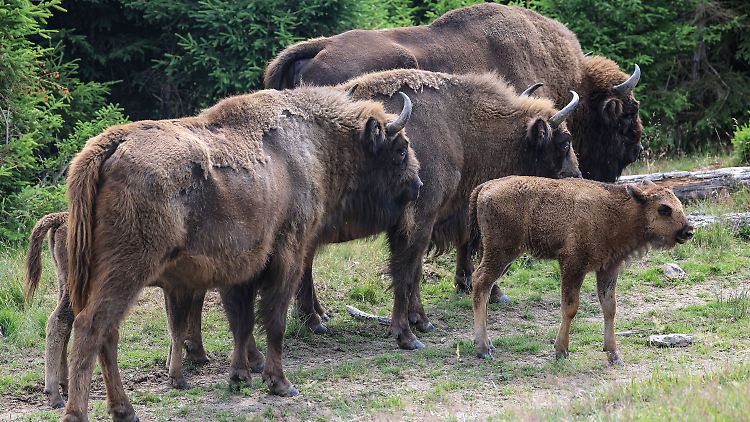 Wisente werden auch Europäische Bisons genannt.