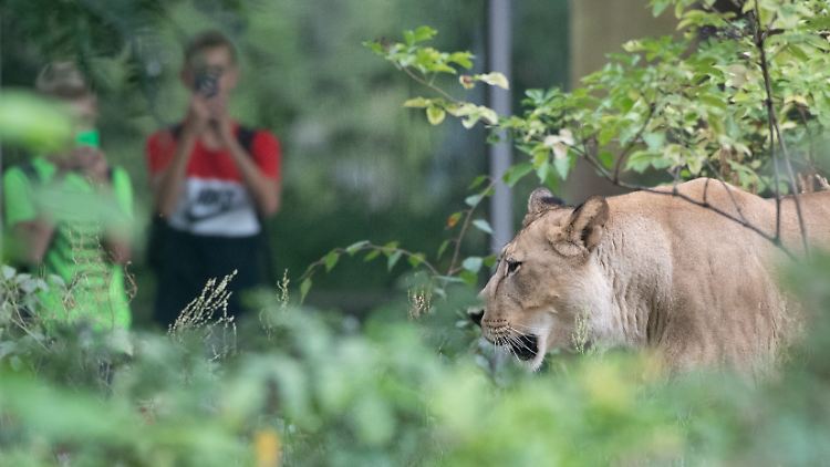Die Berliner können aufatmen. Löwen gibt es in der Hauptstadt nur im Zoo.