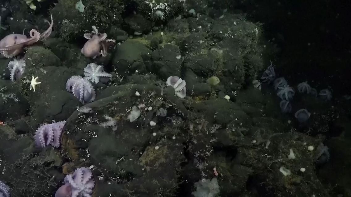 kraken.JPG