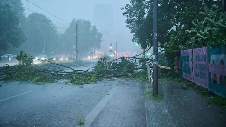 Der Starkregen hat einen Baum quer auf die Prenzlauer Allee fallen lassen. 