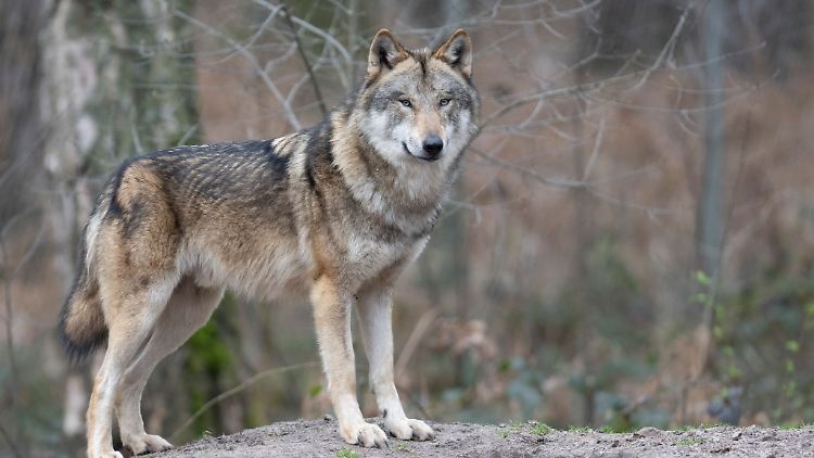 Ein Wolf steht in einem Gehege in einem Tierpark.
