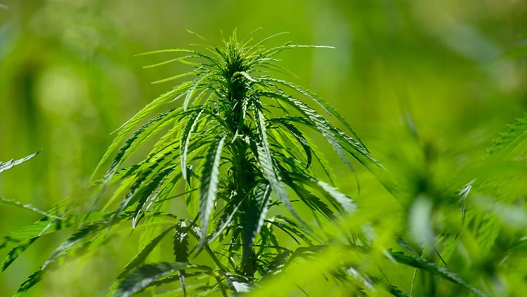 In sogenannten Cannabis Social Clubs sollen Mitglieder gemeinsam THC-haltigen Hanf anbauen dürfen - jedoch nur zum Zweck des Eigenkonsums.