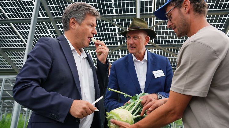 Kohlrabi-Verkostung unterm Solardach: Habeck besuchte eine Versuchsanlage in Brandenburg, auf der Gemüse unter Photovoltaik-Anlagen angebaut wird.
