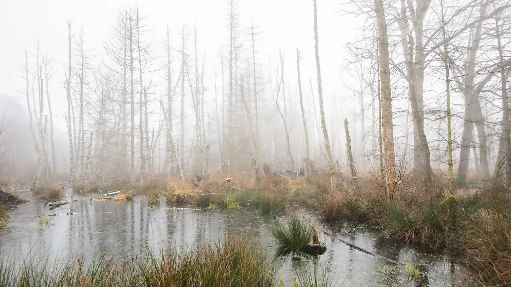 Nebelschwaden-ziehen-durch-das-Grosse-Moor-im-Landkreis-Gifhorn