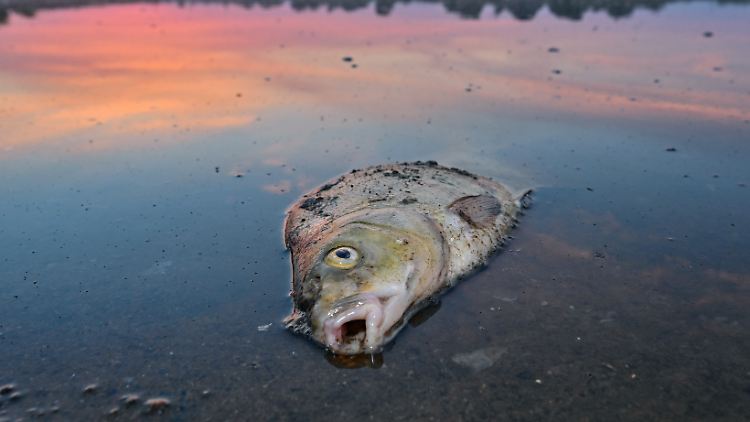 Das Fischsterben in der Oder ist der erste große Fall der Brandenburger Schwerpunktstaatsanwaltschaft.