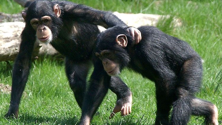 Auch Tiere können untereinander Freundschaften schließen.