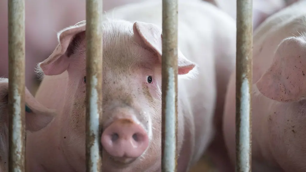 Schweine-liegen-in-der-Bucht-eines-Tierwohl-Schweinestalls