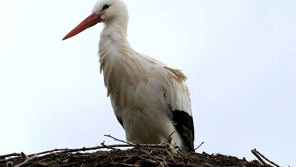 Storch-Anton-steht-in-der-Naehe-der-Vogelschutzwarte-in-seinem-Nest