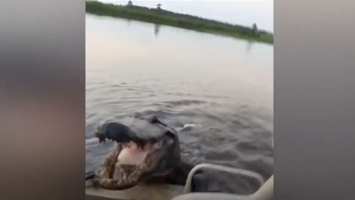 Alligator.JPG