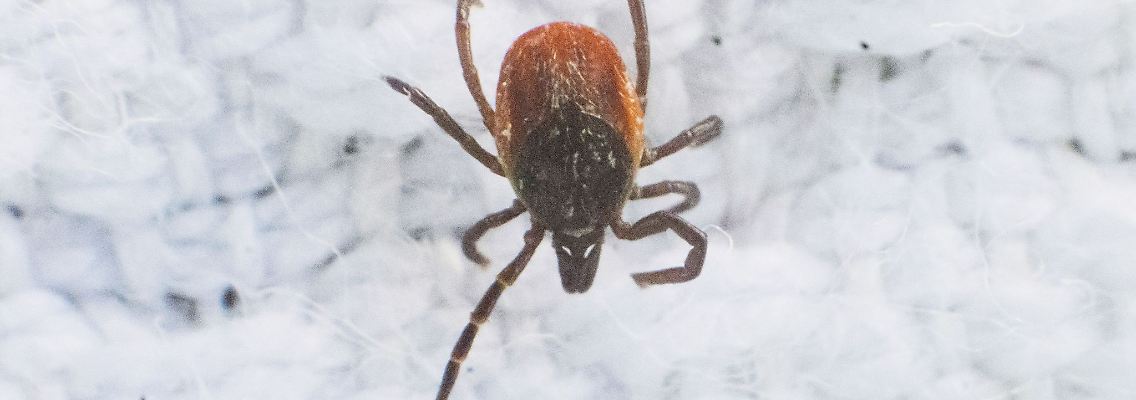 Durch die milden Winter und wärmeren Sommer breiten sich die Zecken immer weiter aus.