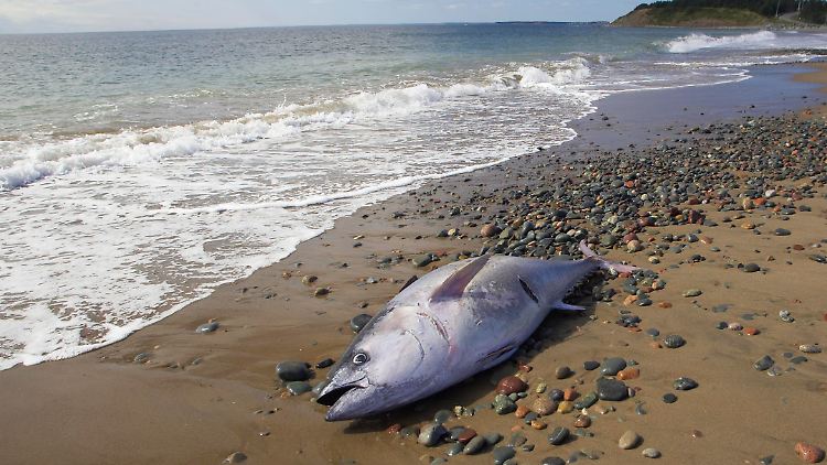 Sollte sich der Atlantische Ozean noch weiter erwärmen, könnte künftig noch mehr Fische verenden.