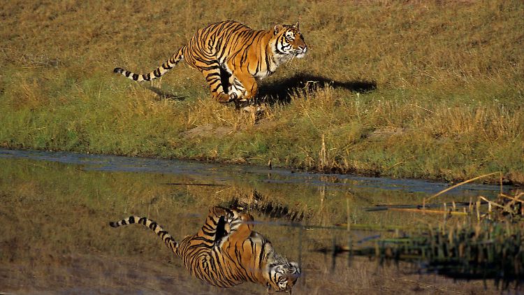 In Indien leben derzeit 75 Prozent der weltweiten Tiger-Population.