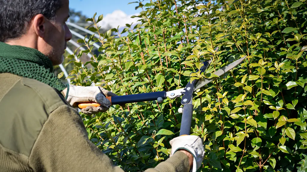 Hecken-Straeucher-und-Baeume-werden-im-Februar-geschnitten
