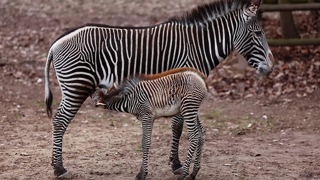 Nachwuchs-bei-den-Grevyzebras-Equus-grevyi-im-Tiergarten-Nuernberg
