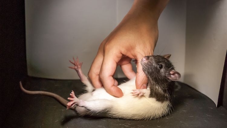 Ein Ratte wird zu Versuchszwecken im Labor am Bauch gekitzelt. 