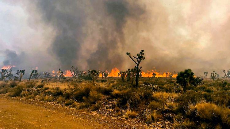 Eine verregnete Wintersaison gefolgt von einer Hitzewelle im Juli sorgten in der kalifornischen Mojave-Wüste für optimale Brandbedingungen.