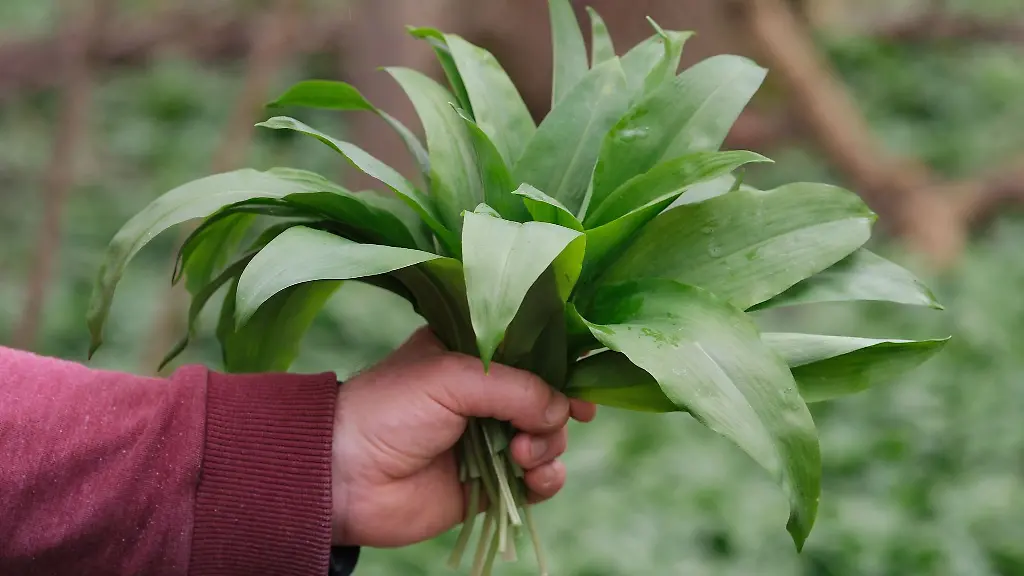 Ein-Mann-haelt-frisch-geernteten-Baerlauch-in-der-Hand