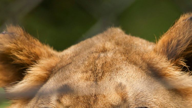 Eine echte Löwin zu identifizieren, fällt einigen Menschen offenbar noch immer schwer. 