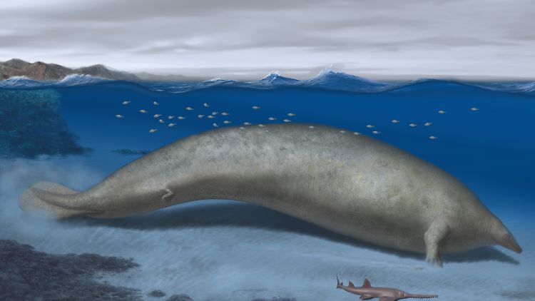 Rekonstruktion von Perucetus colossus, mit einer geschätzten Körperlänge von etwa 20 Metern.