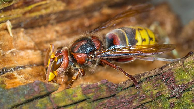 Europäische Hornisse (Vespa crabro): Ihre Bestände haben sich in letzter Zeit erholt.