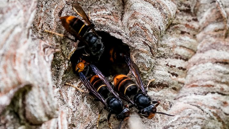 Asiatische Hornissen (Vespa Velutina Nigrithorax) an einem Ausgang ihres Nestes.