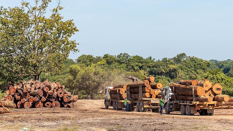 Die Abholzung im Bundesstaat Pará ist durch den Machtwechsel in Brasilien deutlich zurückgegangen.