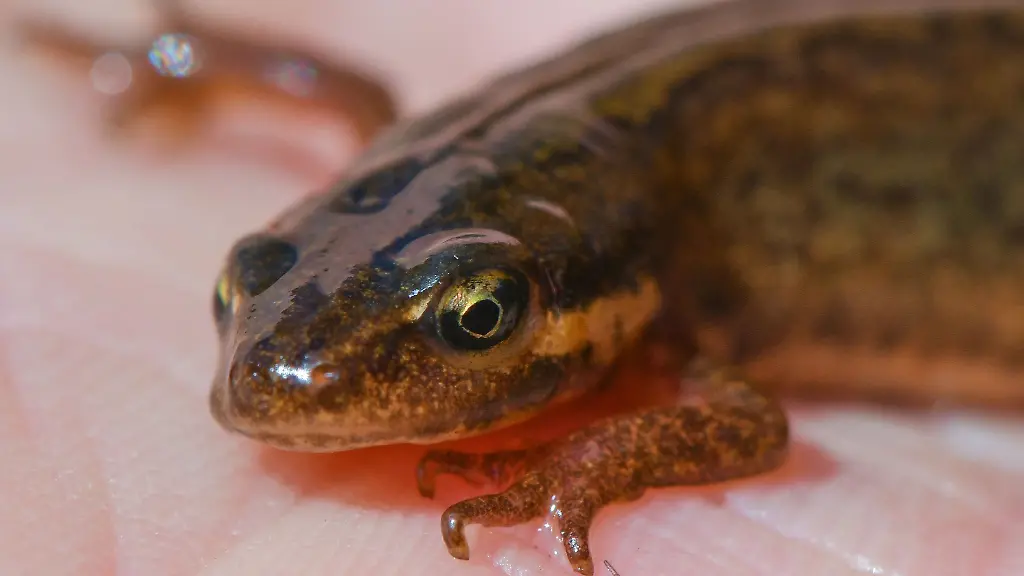 Ein-Teichmolch-Lissotriton-vulgaris-Weibchen-liegt-auf-einer-Hand