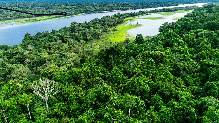 Der Amazonas-Regenwald ist CO2-Speicher und hat eine wichtige Funktion im internationalen Kampf gegen den Klimawandel.