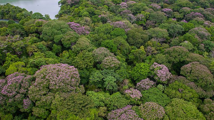 Die durchschnittliche Entfernung, über die die Samen des violett blühenden Dipteryx oleifera gestreut werden, wird auf 16,8 Meter geschätzt.