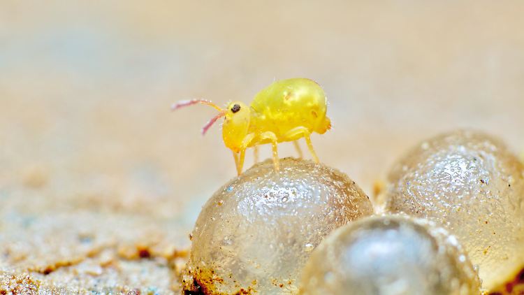Springschwänze der Art Dicyrtomina minuta (hier auf Schneckeneiern) tragen im Boden zur Humusbildung bei.
