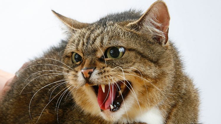 Wenn Katzen zubeißen, sollte schnell gehandelt werden.