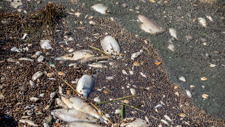 Ein grauenvoller Anblick: Tonnenweise tote Fische und Muscheln treiben im August 2022 in der Oder.