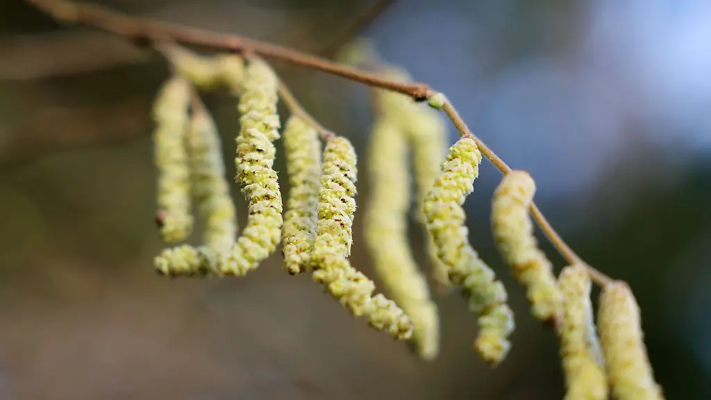 Maennliche-Blueten-haengen-in-der-Flora-am-Haselnussstrauch-Corylus-avellana