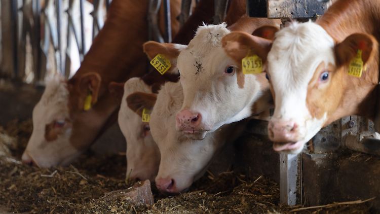 In Sachen Tierwohl hinkt Deutschland hinterher, denn die meisten Fleischprodukte kommen weiterhin aus mangelhafter Tierhaltung.