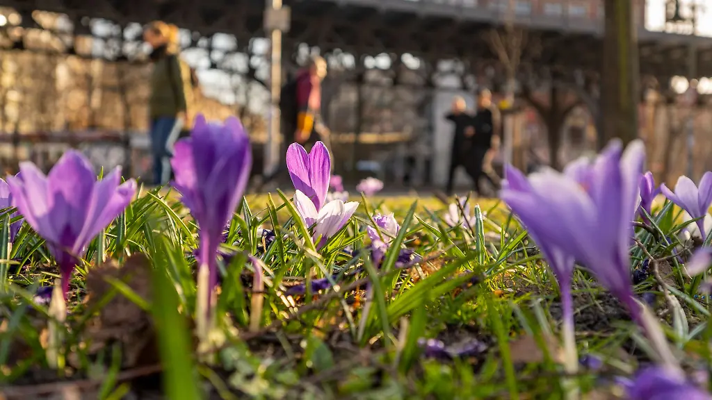 Krokusse-bluehen-bei-sonnigem-Wetter-auf-einer-Wiese