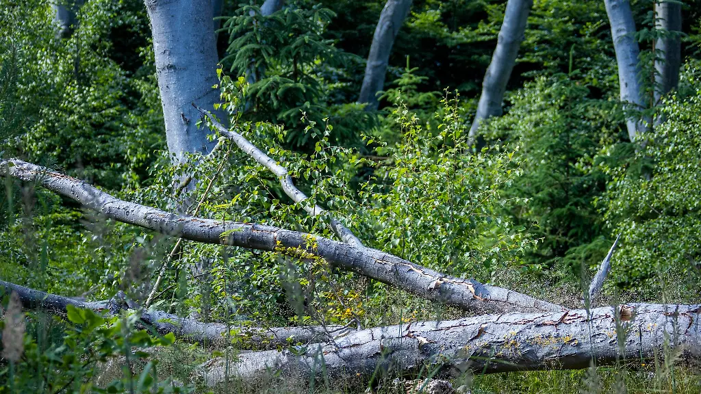 Nur-per-Rad-erreichen-Urlauber-bei-einer-Fahrt-durch-den-Darsswald-den-Weststrand-auf-der-Ostsee-Halbinsel-Fischland-Darss-Zingst