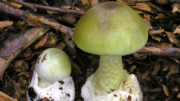 Grüner Knollenblätterpilz (Amanita phalloides): Der Verzehr des Pilzes kann die Leber schädigen und sogar tödlich enden.