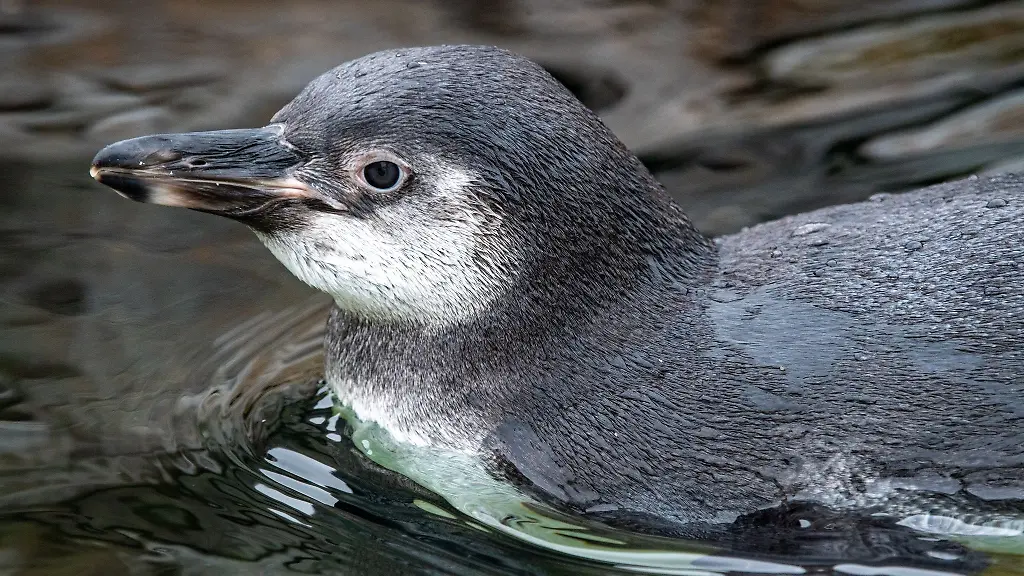 Ein-Pinguin-Junges-schwimmt-im-Wasser