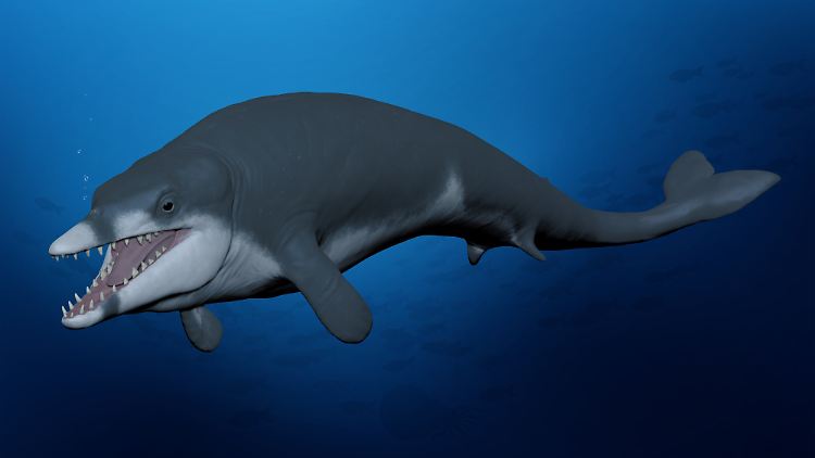 Rekonstruktion des ausgestorbenen Basilosauriden-Wals Tutcetus rayanensis, der vor 41 Millionen Jahren im Tethys-Ozean im heutigen Ägypten schwamm.