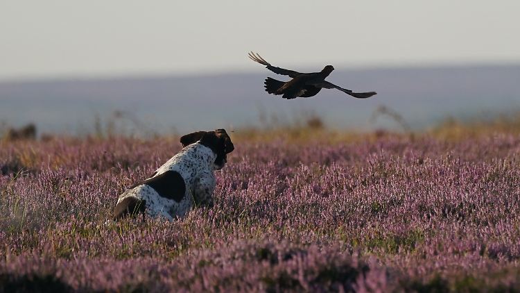 Ein Hund läuft seiner Beute während der Jagd durch die Moorlandschaft von North Yorkshire hinterher.