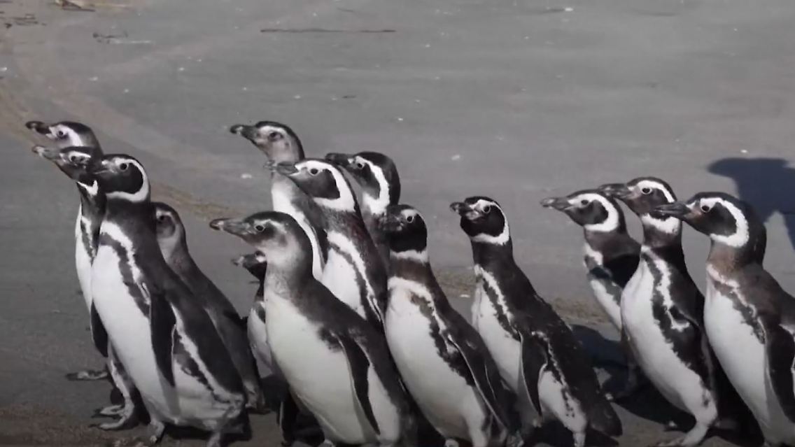 pinguine.JPG