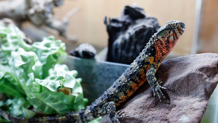 Wer sich Reptilien als Haustier halten will, sollte sich vorher gut informieren und keine Tiere bei dubiosen Händlern im Internet kaufen.