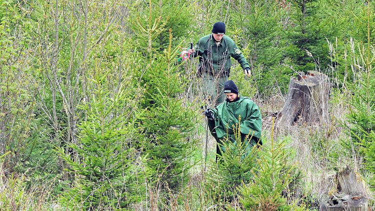 Zwei Polizisten gehen im Mai 2010 bei Heidenheim durch eine Aufforstung, um Spuren im Fall Maria Bögerl zu suchen.