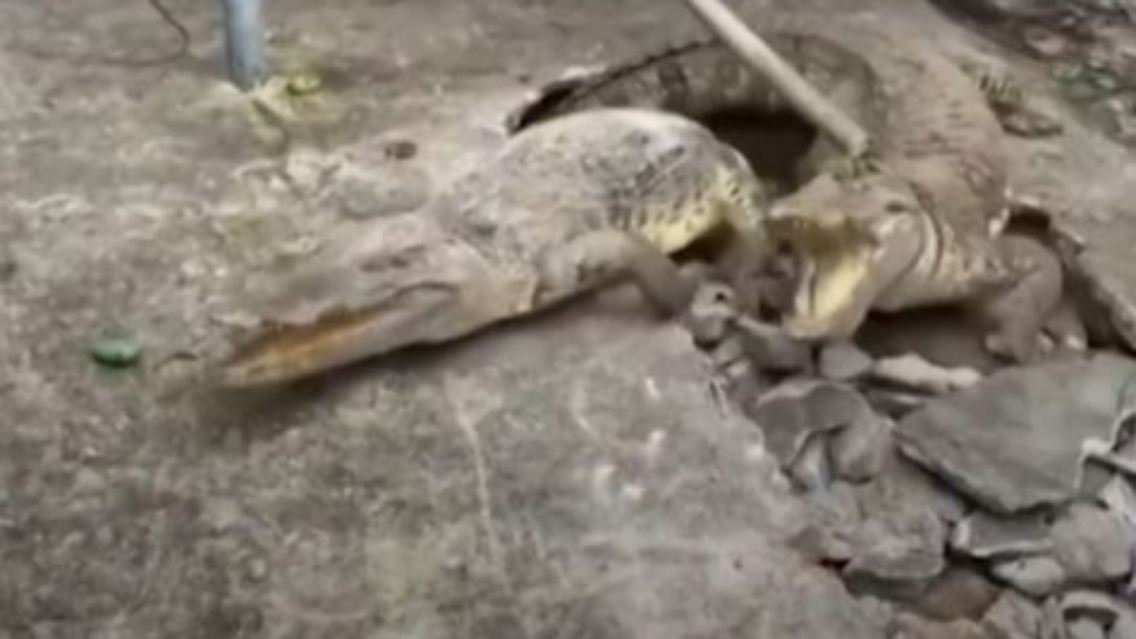 krokodil.JPG