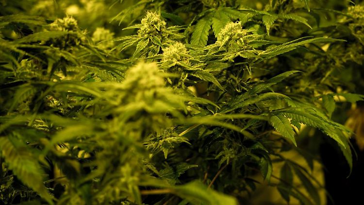 Ganz legal: Nahaufnahme einer THC-haltigen medizinischen Cannabispflanze in einer Zuchtanlage.