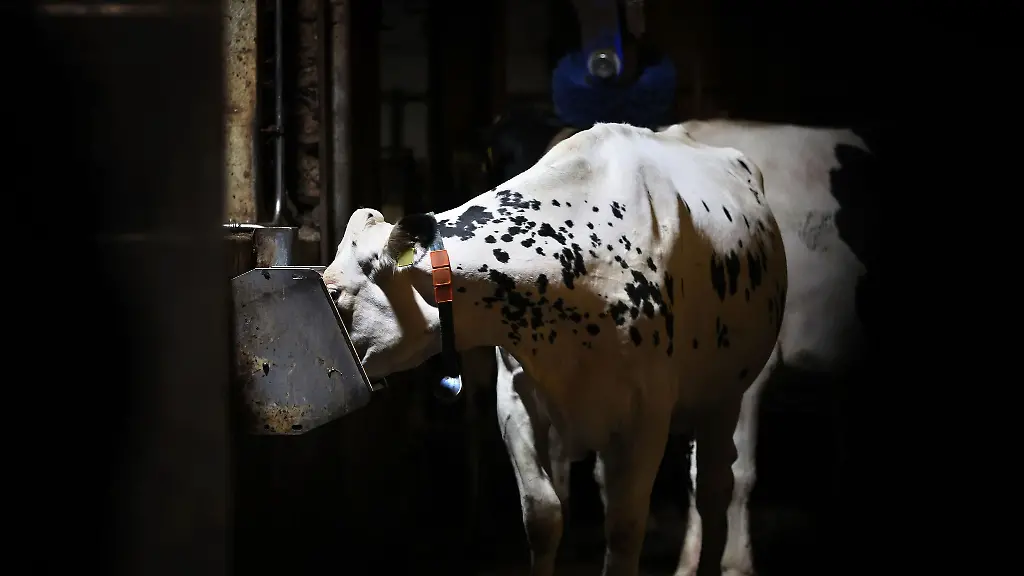 Eine-Kuh-frisst-am-fruehen-Morgen-in-einem-Kuhstall